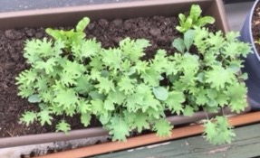 baby kale