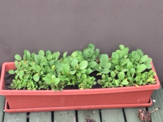 radishes and spicy mixed greens